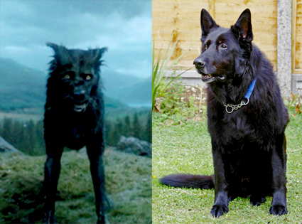 Get Furry Harry Potter Star Is Up For Adoption E Online For Free Get Wallpaper Furry Harry Potter Star Is Up For Adoption E Online For Android